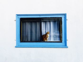 Cat looking through window