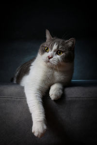 Cat sitting on floor at home