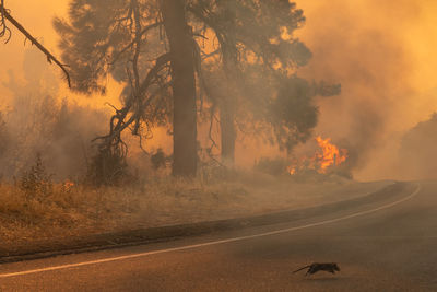 View of road by trees against orange sky