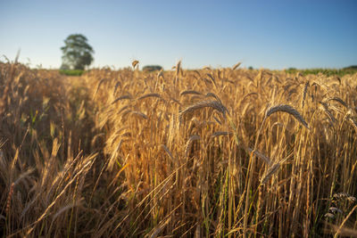 Scenic view of wheat field against sky