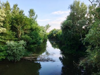 Scenic view of river amidst trees against sky