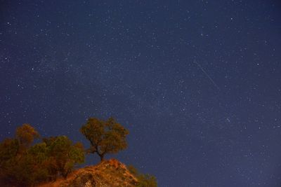 Low angle view of trees against star field at night