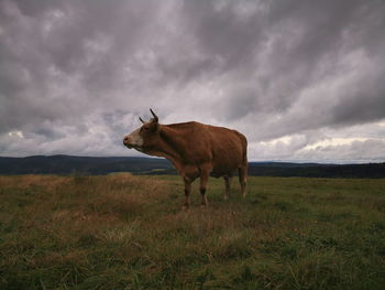 Horse standing on field against sky