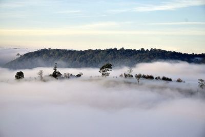 Panoramic shot of trees on landscape against sky