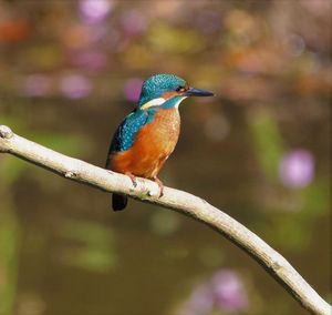 Close-up of bird perching on branch