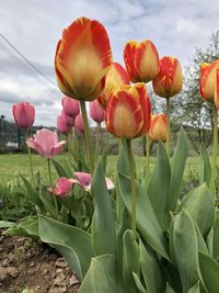 Close-up of pink tulips on field