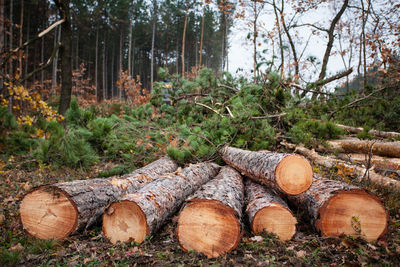Stack of logs in forest