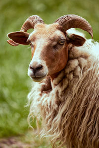 Close-up portrait of sheep