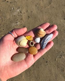 Close-up of hand holding shell on sand