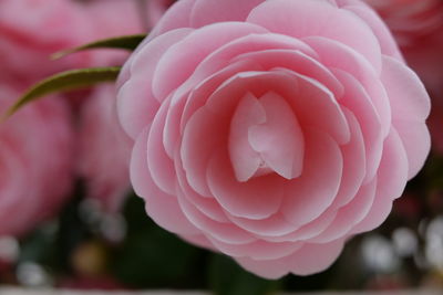 Close-up of pink rose