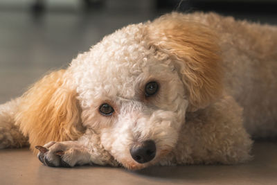 Close-up portrait of a dog