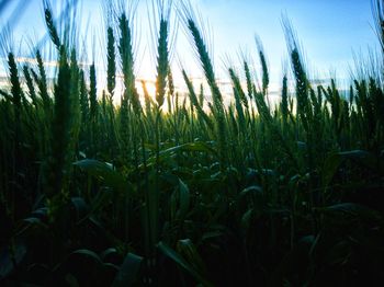 Crops growing on field against sky