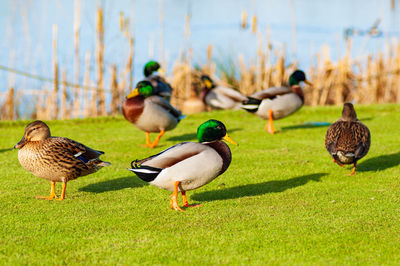 Ducks on a field