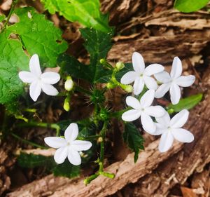 Close-up of white flowers blooming outdoors