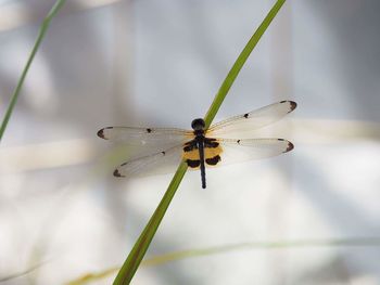 Close-up of damselfly on leaf