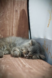 Cat sleeping on table