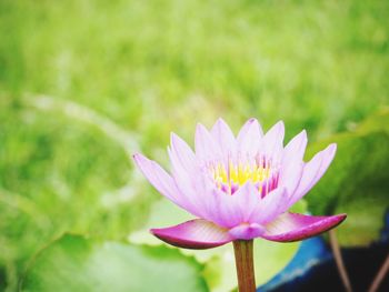 Close-up of lotus water lily in pond