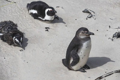 High angle view of african penguins on beach at boulder beach in simon's town, south africa.