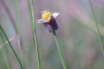 Close-up of purple flower