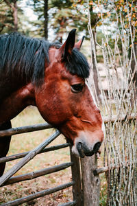 Close-up of horse in pen