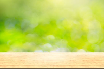 Close-up of plants on wood