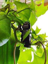 Close-up of green leaves