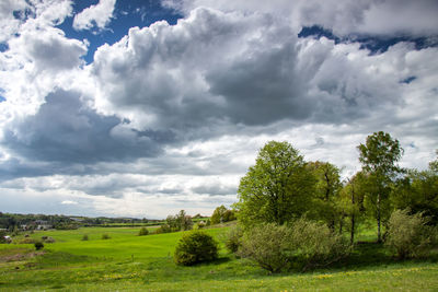 Trees on field against sky