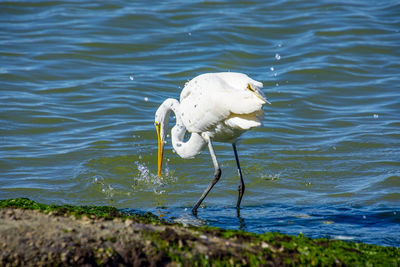 White duck in a lake