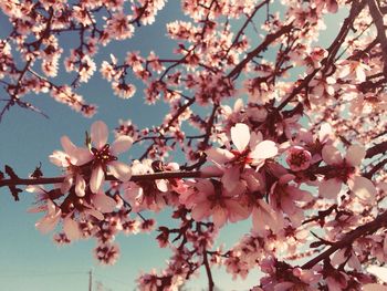 Low angle view of cherry blossom tree