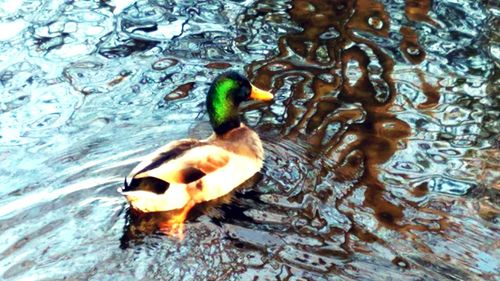 High angle view of mallard duck swimming in lake