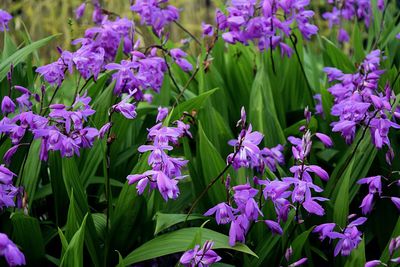 Close-up of purple flowers blooming outdoors