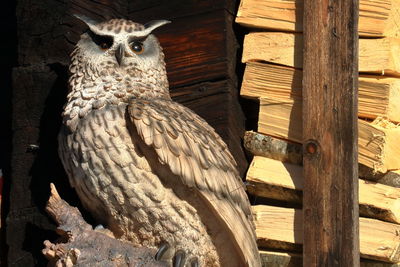 Close-up of owl perching on wood