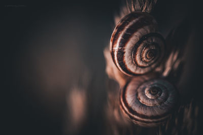 Close-up of human eye