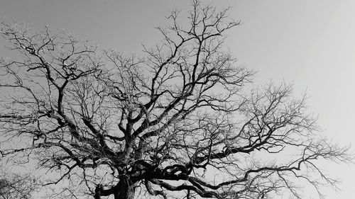 Low angle view of bare tree against clear sky