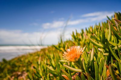 Close-up of flowering plant on field against sky