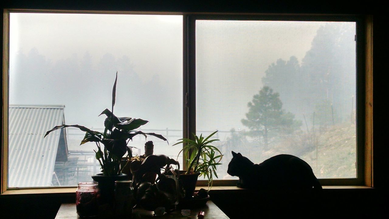 VIEW OF CACTUS PLANTS