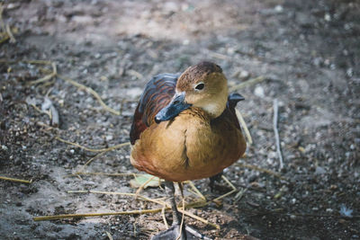 High angle view of bird