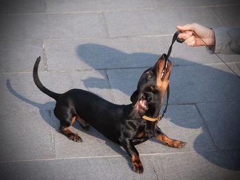 Side view of a dog looking up