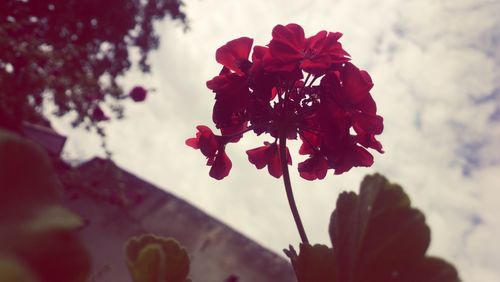 Close-up of red flowers