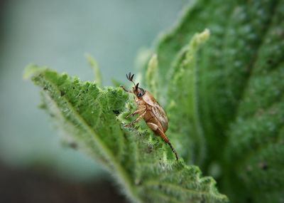 Close-up of insect on leaf