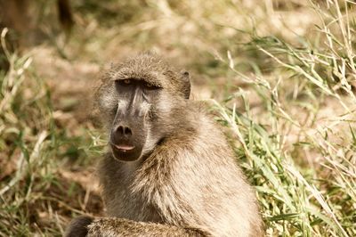 Close-up of monkey on field