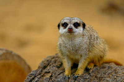 Close-up portrait of meerkat