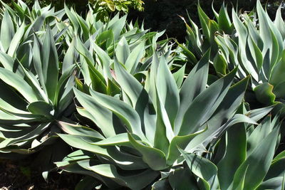 Close-up of plants