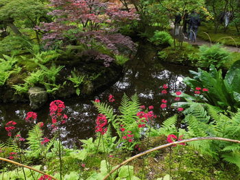 Pink flowering plants in pond