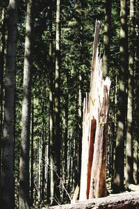 Trees in sunlight