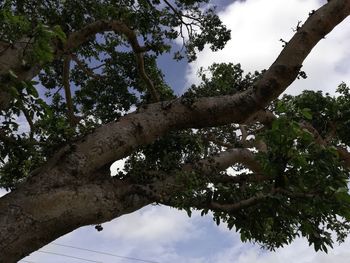 Low angle view of trees against sky