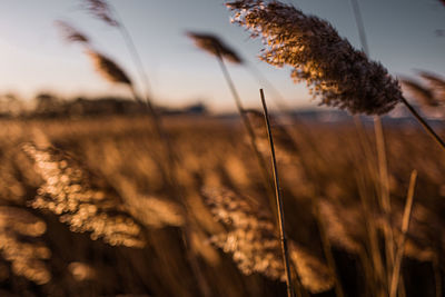 Close-up of stalks in field against sunset