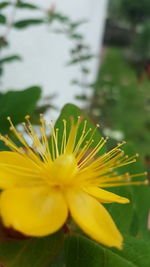 Close-up of dandelion flower