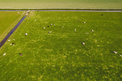 High angle view of golf ball on field