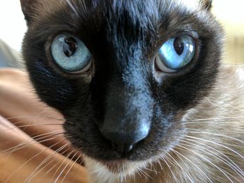 Close-up portrait of cat